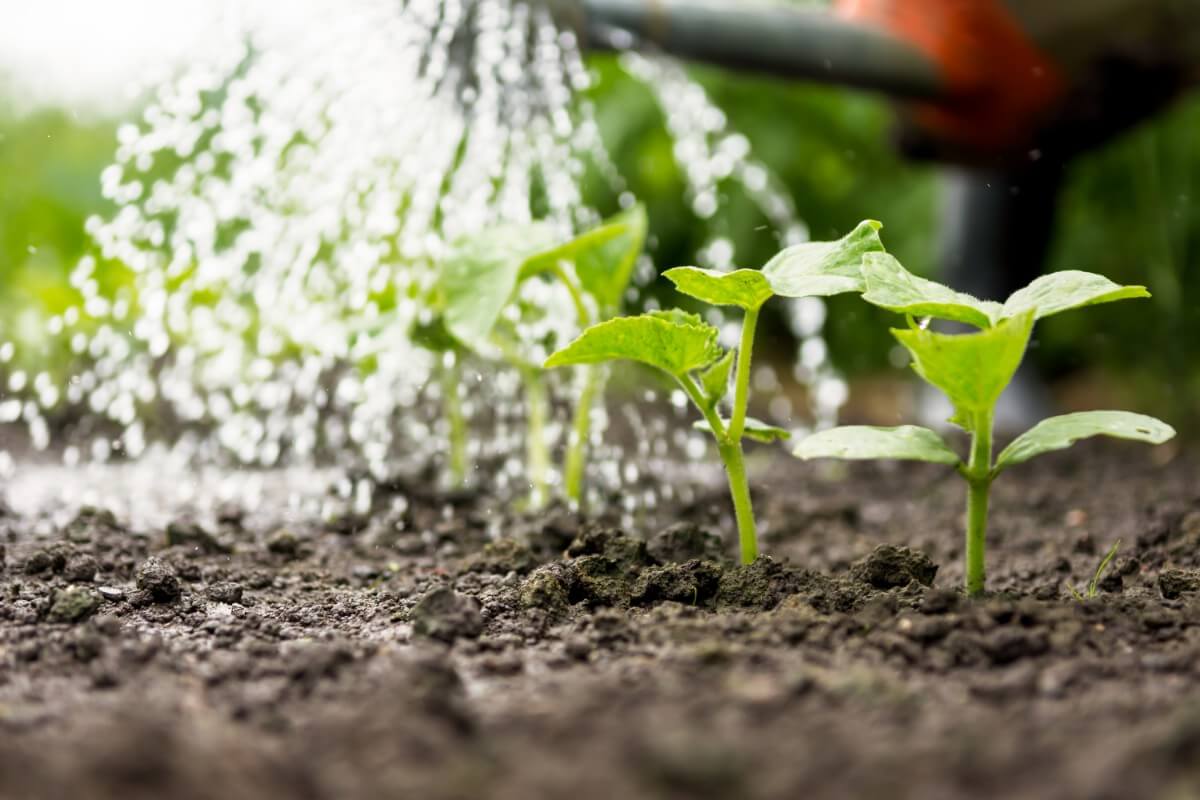 sprinkling water over garden seedlings