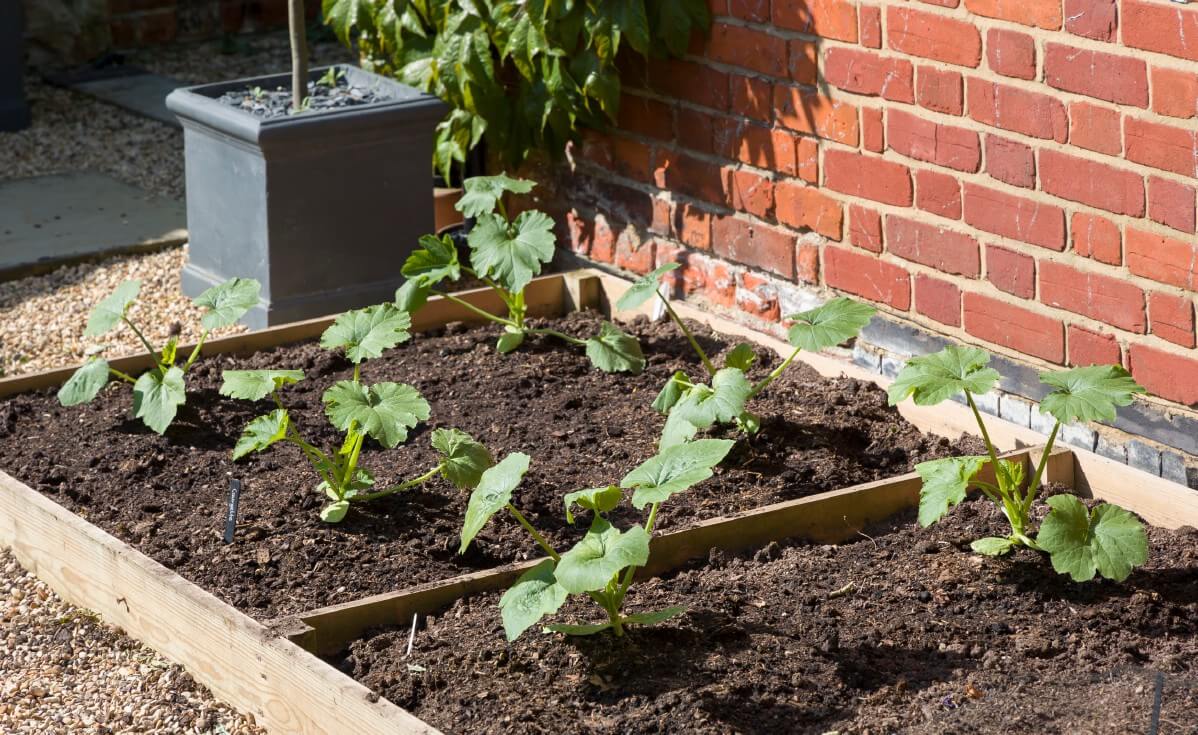 WHere to grow zucchinis