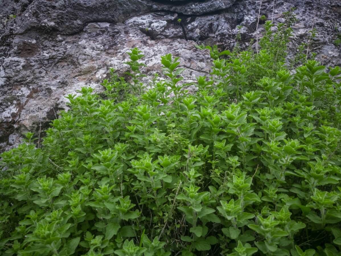 sprawling oregano plant