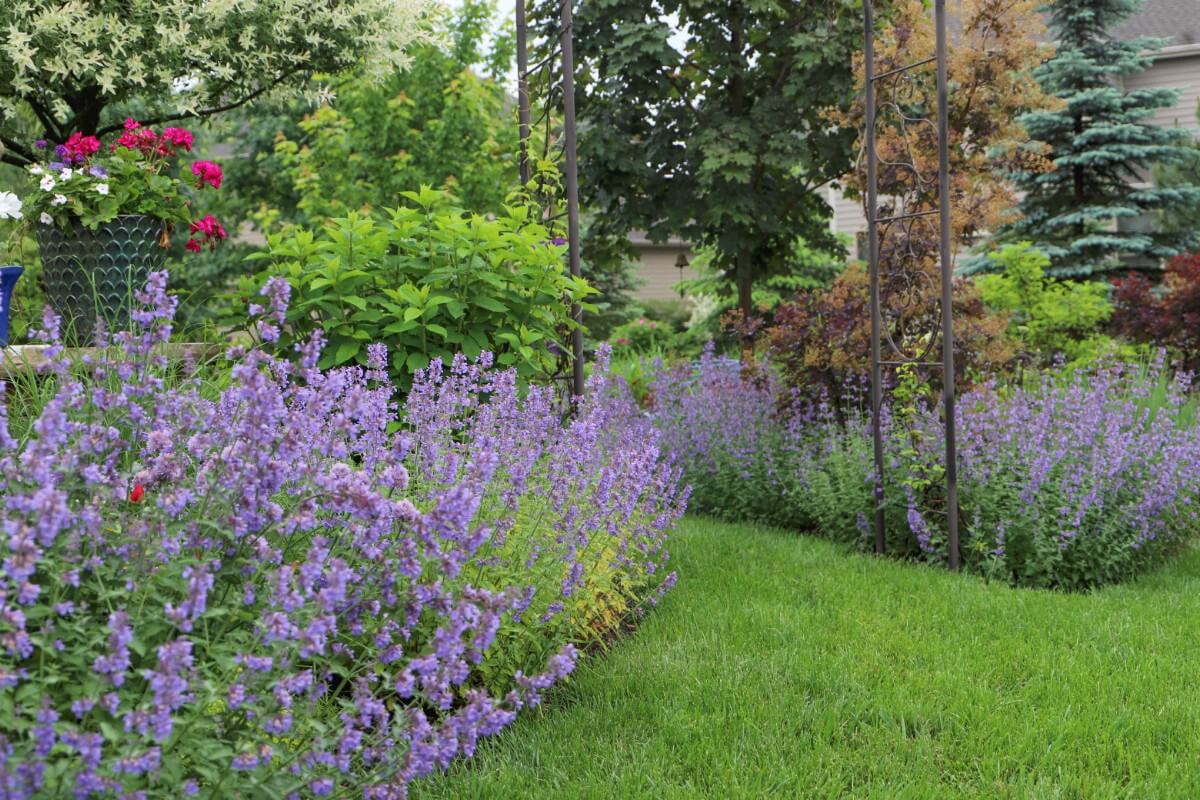 purple flowered mint plant