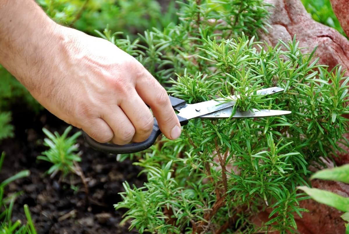 trimming rosemary bush with scissors