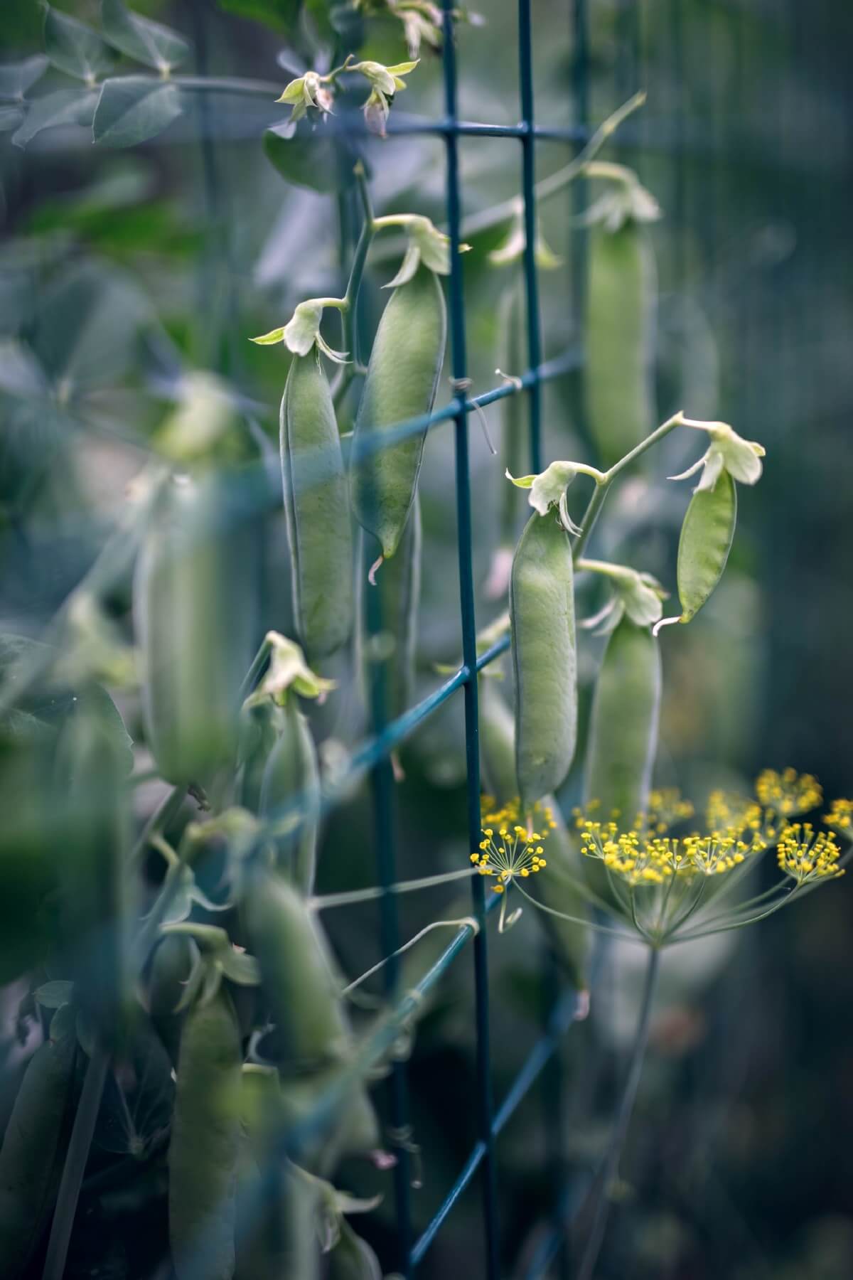 peas growing on garden fence with dill