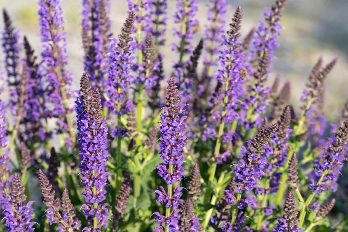 flowering sage plant