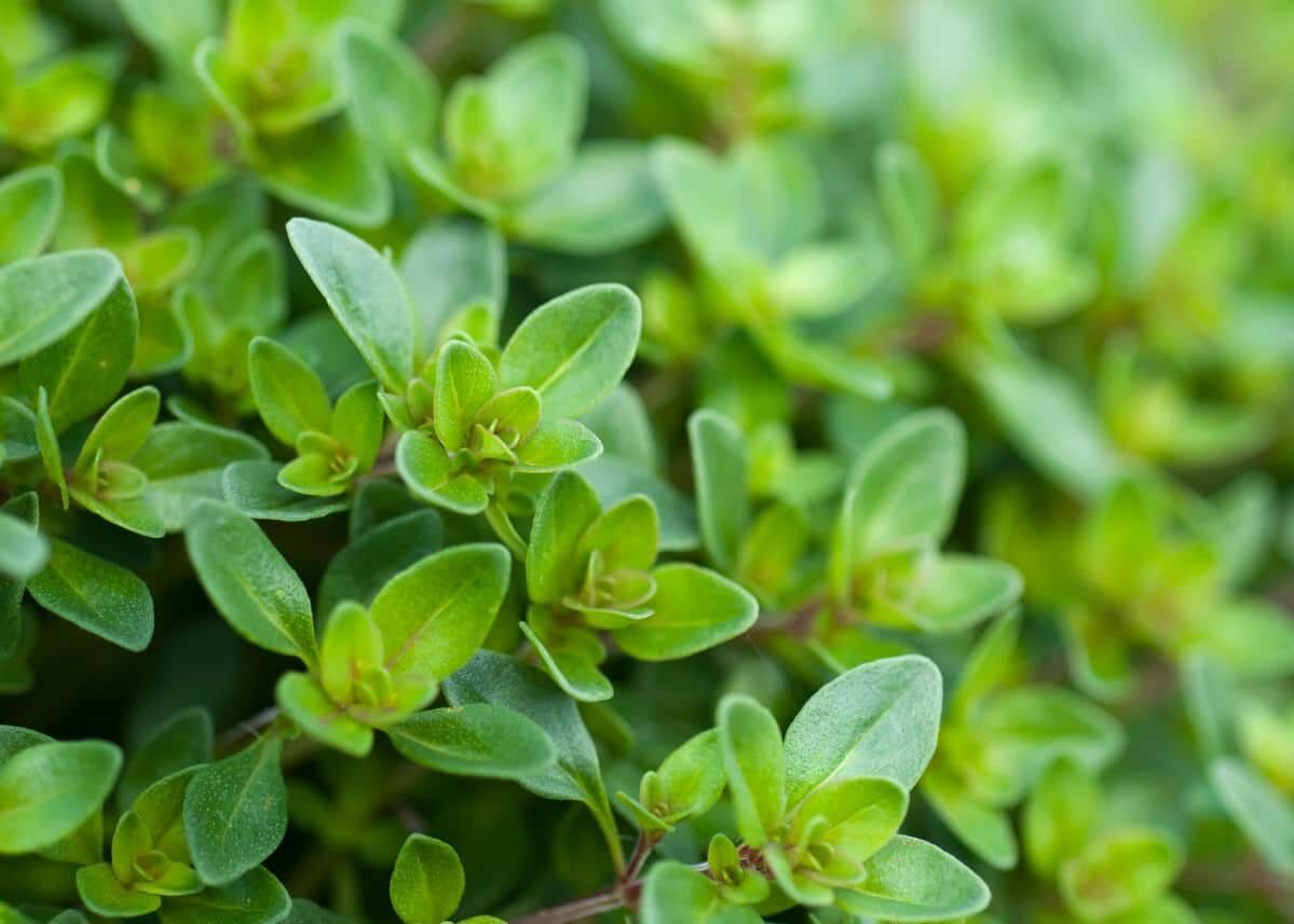 thyme herb plant