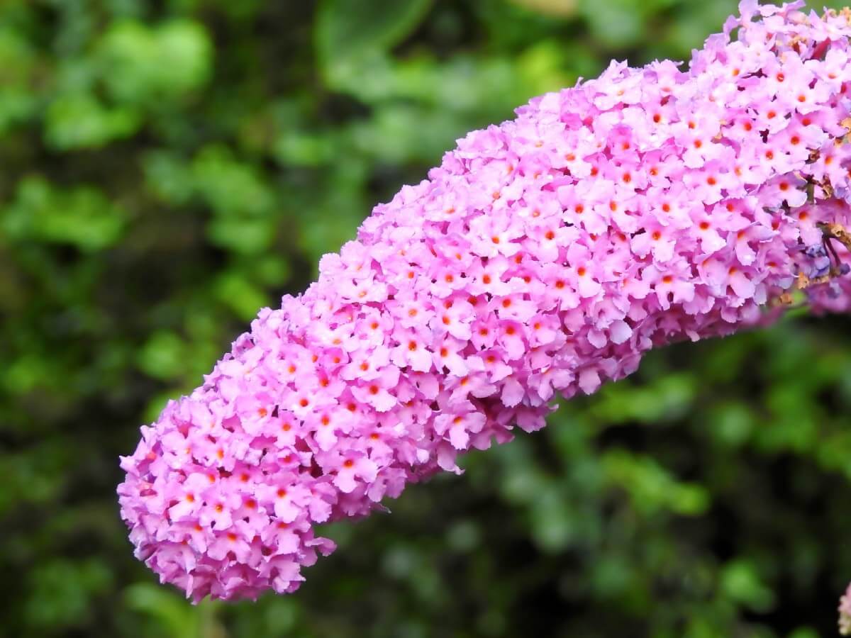 butterfly bush blossom