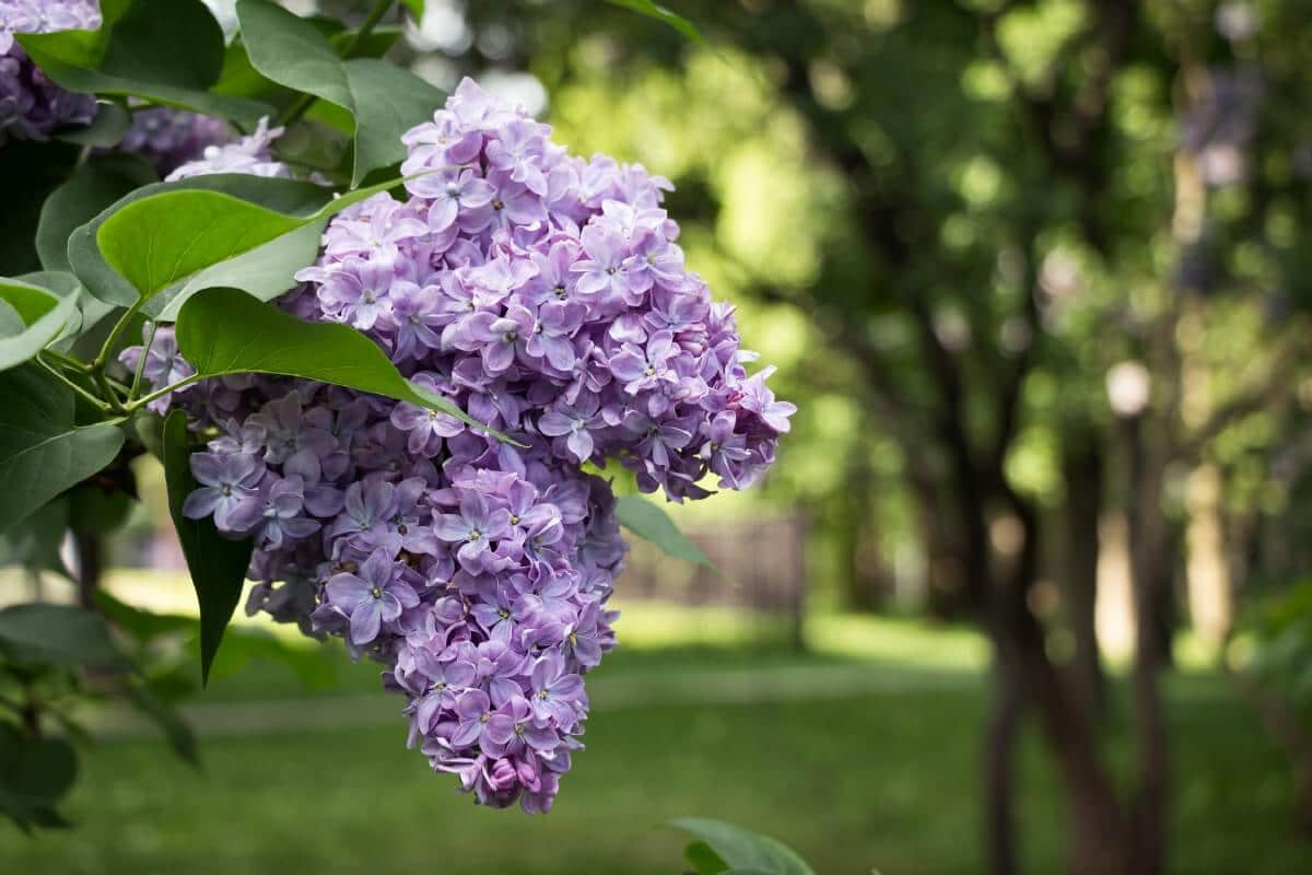 purple lilac blossom