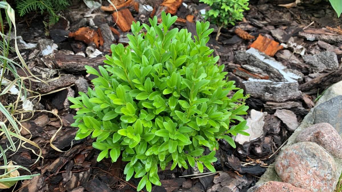 small boxwood shrub