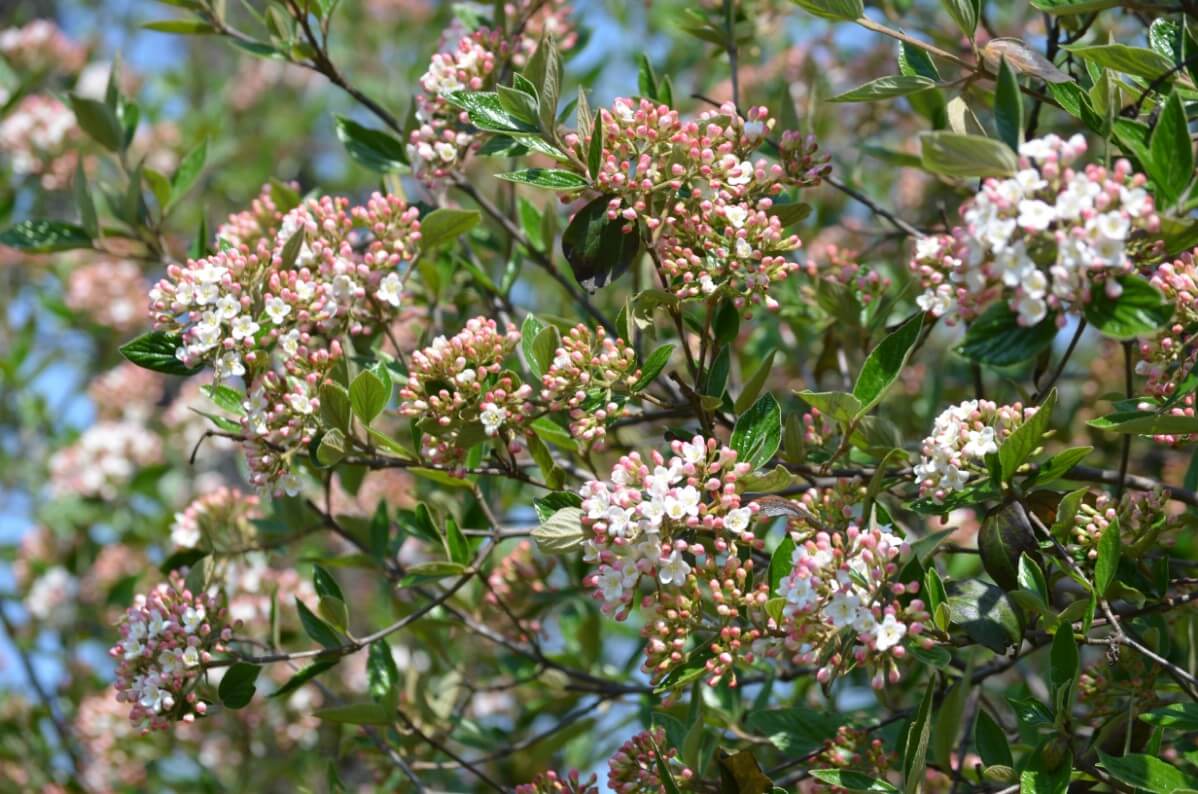 partially blossomed viburnum bush