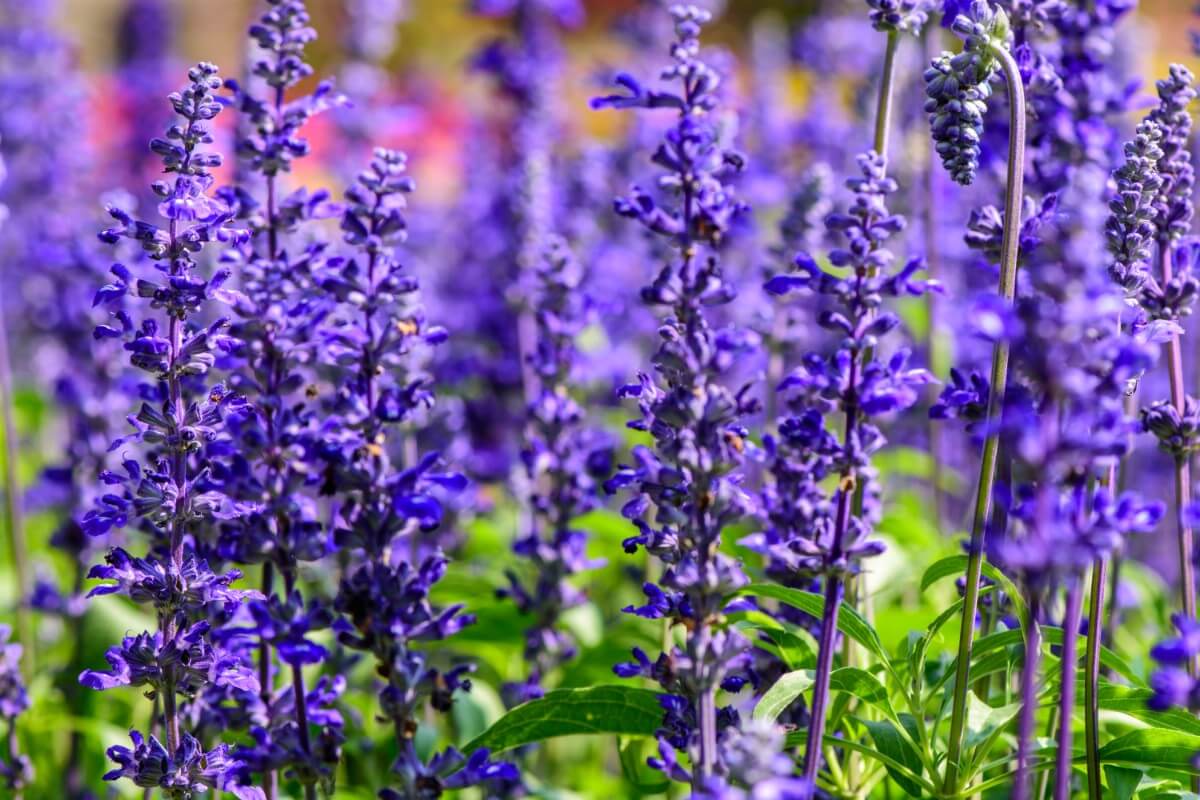 purple salvia blooms