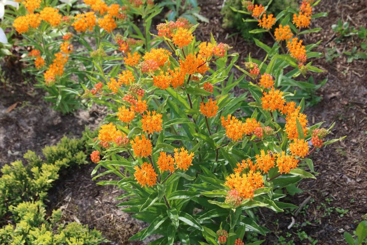 orange blossoming butterfly weed