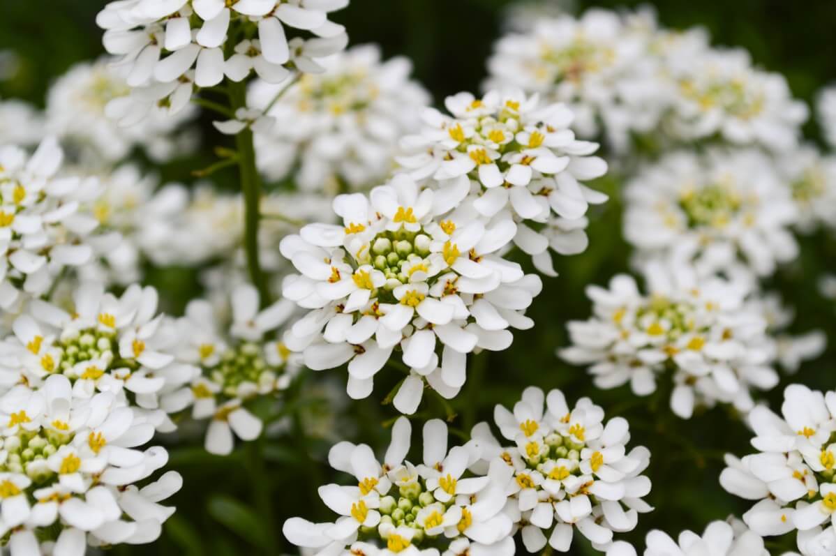 candytuft in bloom