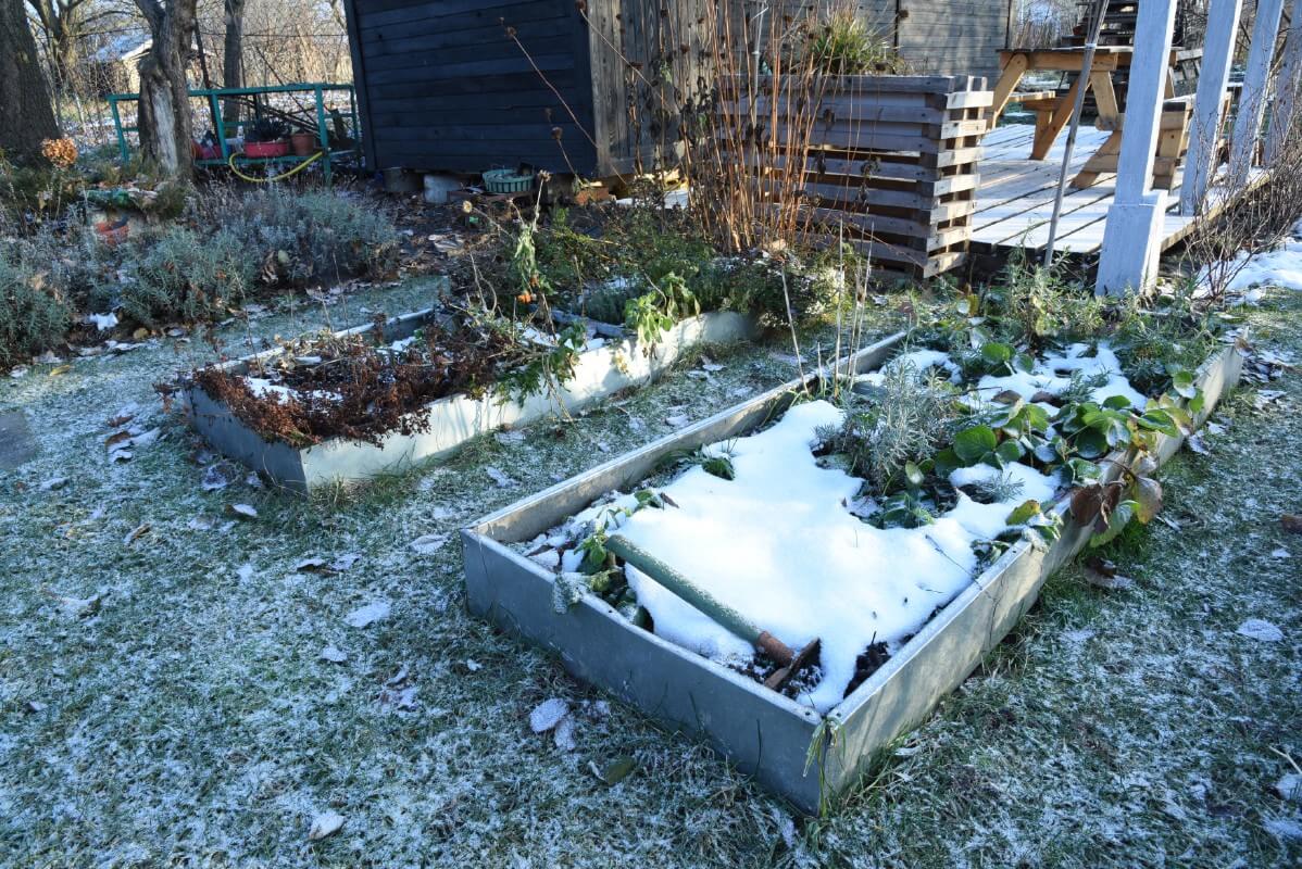 raised bed garden plants killed by frost and snow