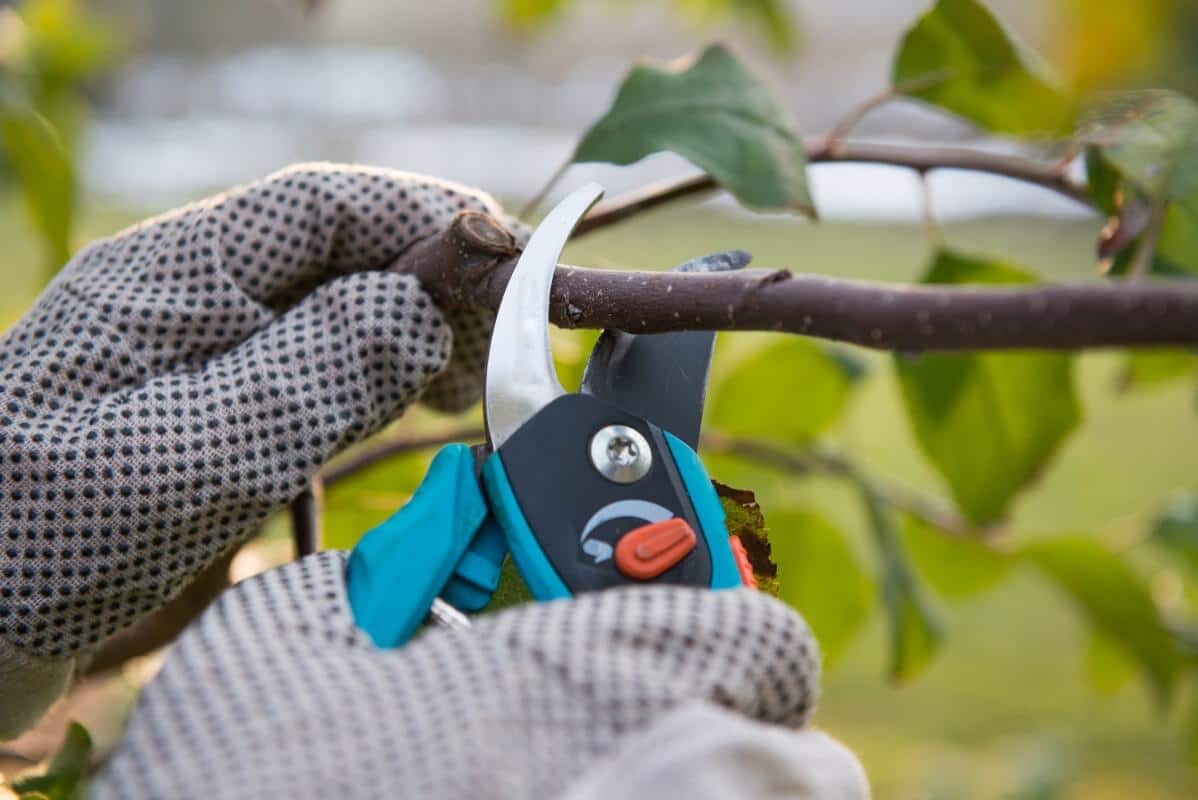 annual fruit tree pruning