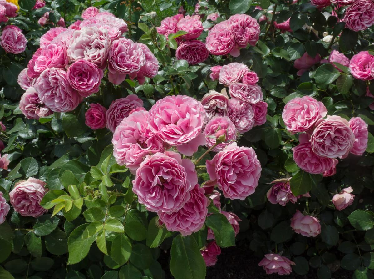 clusters of pink shrub rose blooms