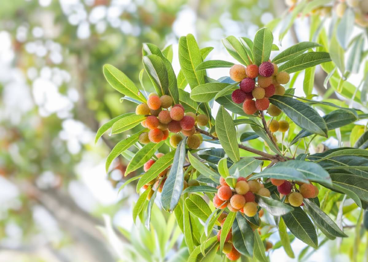 berries on bayberry bush