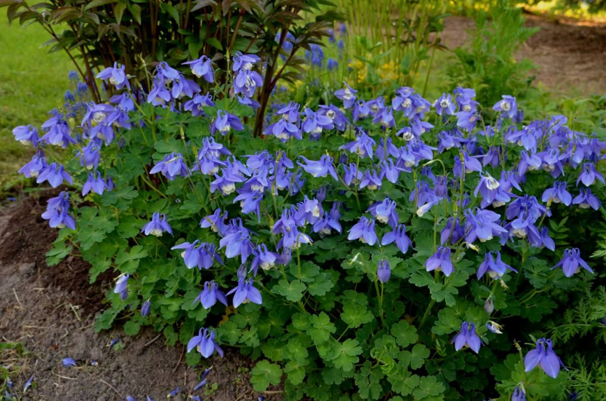 Bluebell Flowers: Beautiful and Whimsical Perennials - Dengarden