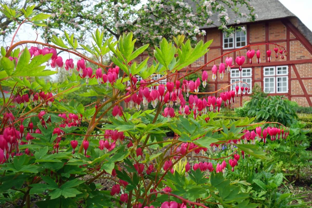 drooping pink bleeding heart flowers