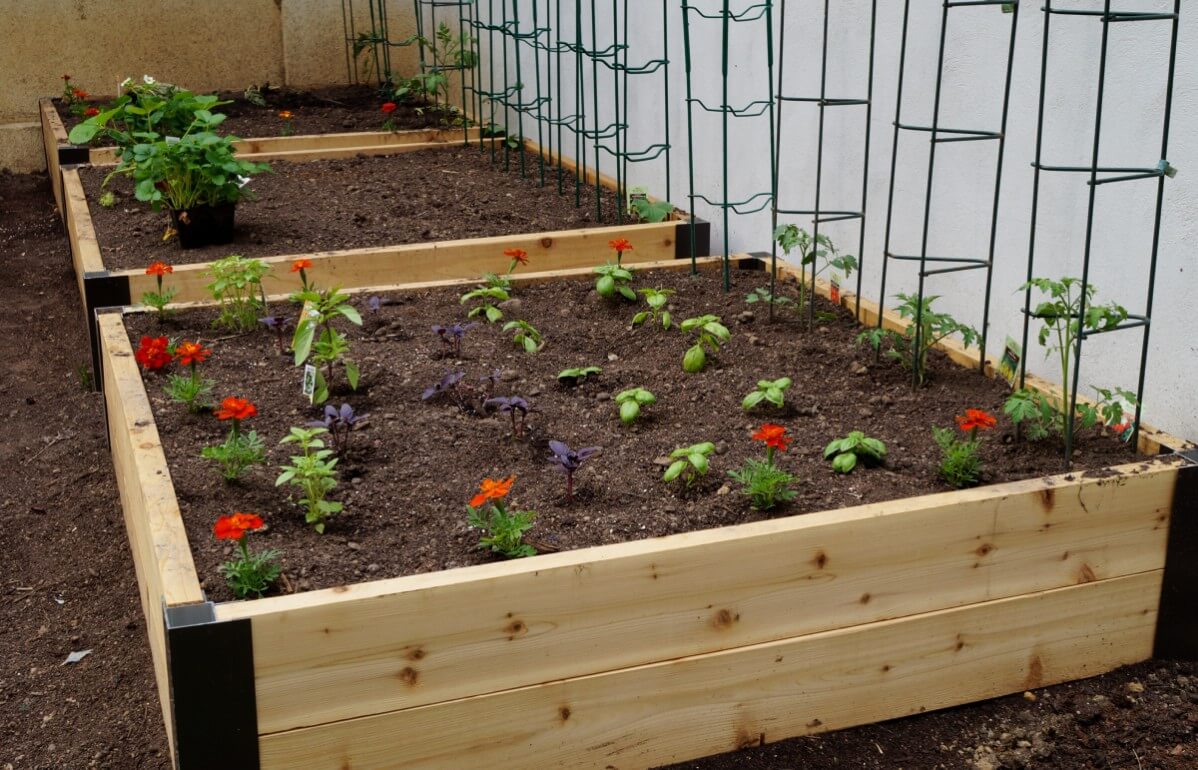three raised garden beds with tomato cages