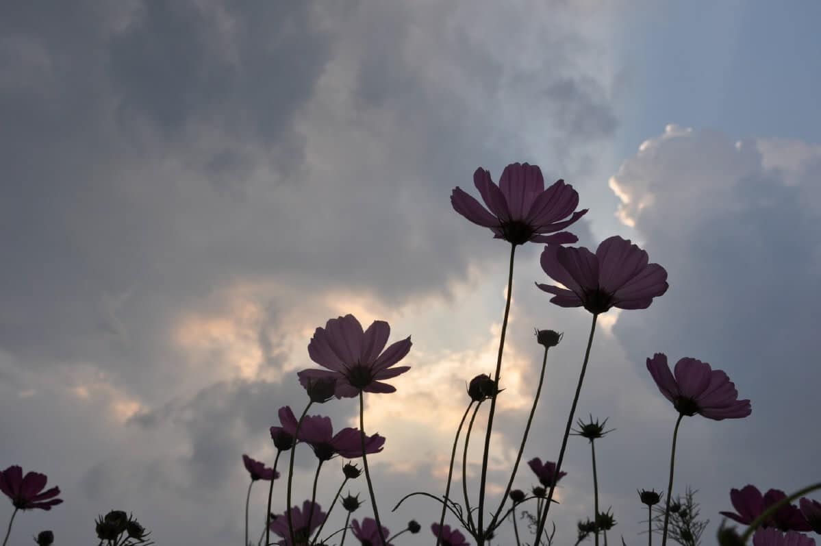 cosmos flowers under cloudy sky