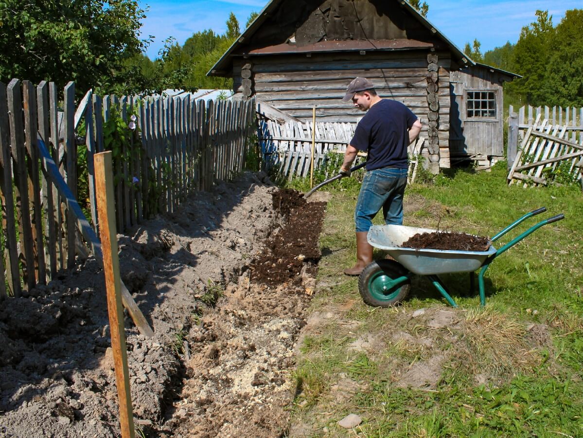 Adding compost to strawberry bed