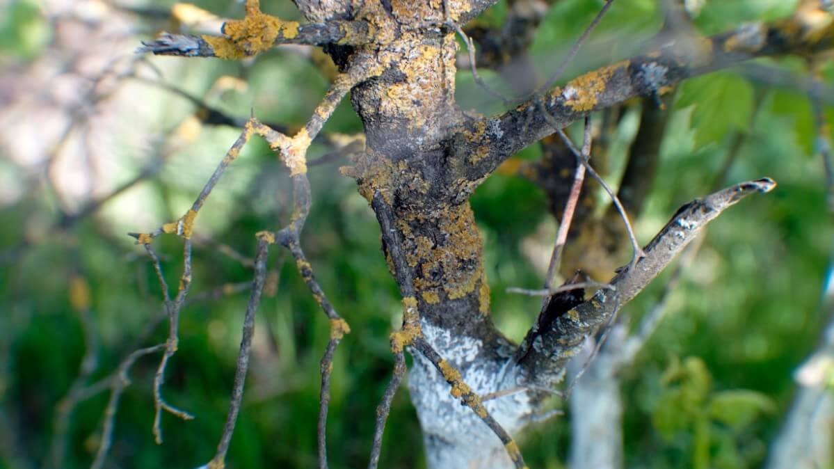 disease on fruit tree