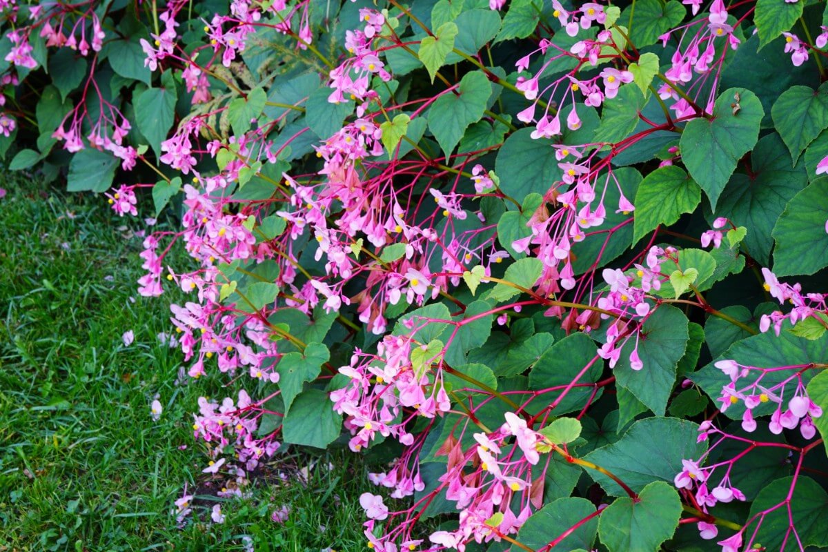 Hardy Begonias flowers close up