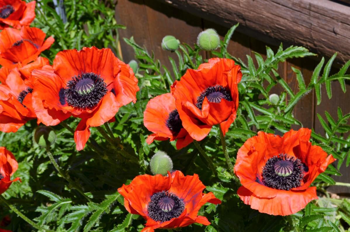 oriental poppies in bloom orange with purple center