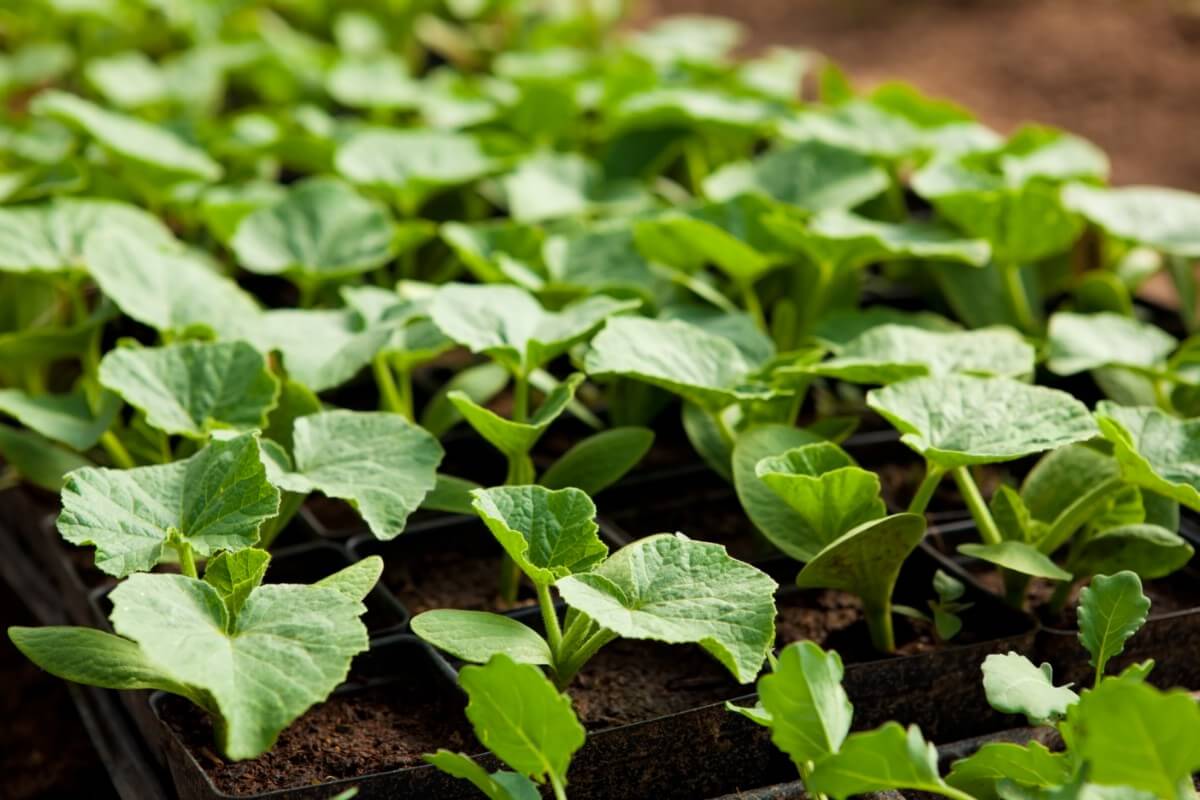 Zucchini seedlings