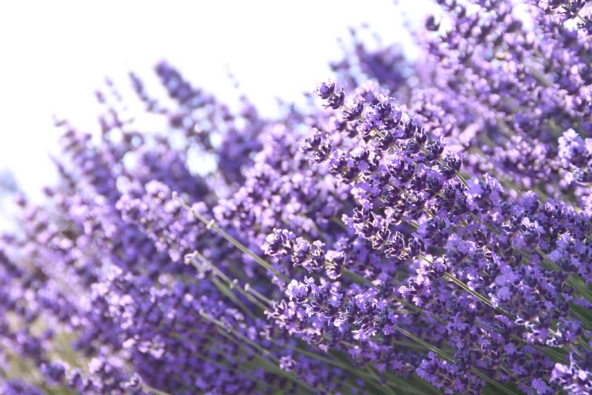 blooming lavender spikes