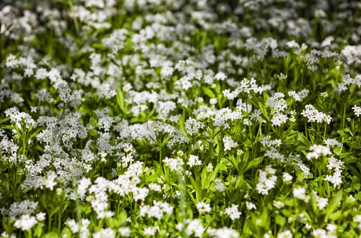 carpeting sweet woodruff flowers in bloom