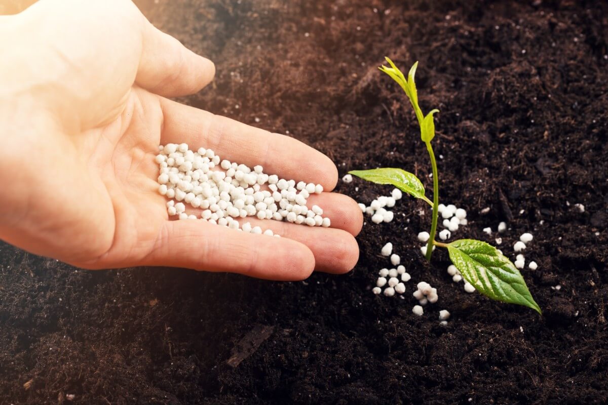 hand applying fertilizer to young plant