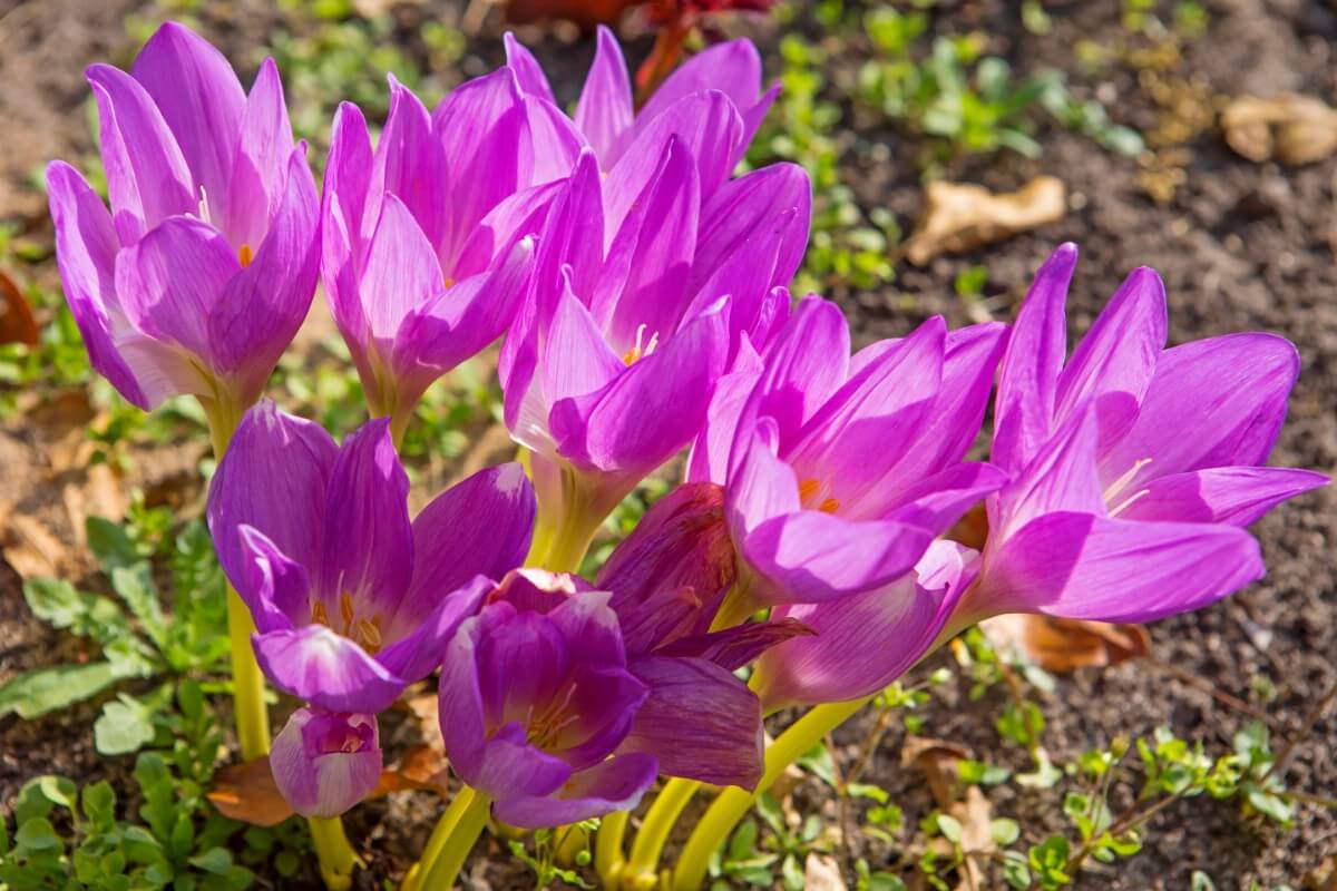 Pink Autumn Crocus flowers