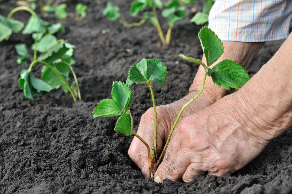 Planting Strawberries