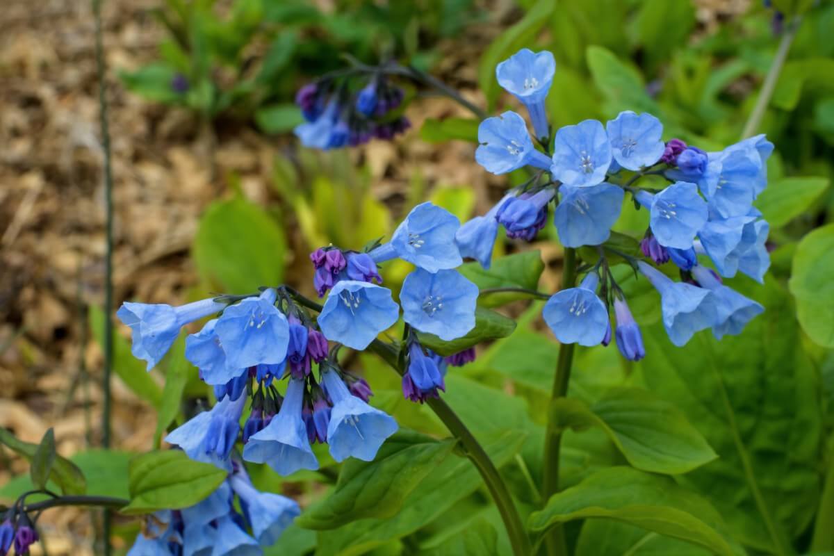 periwinkle-colored Virginia bluebells