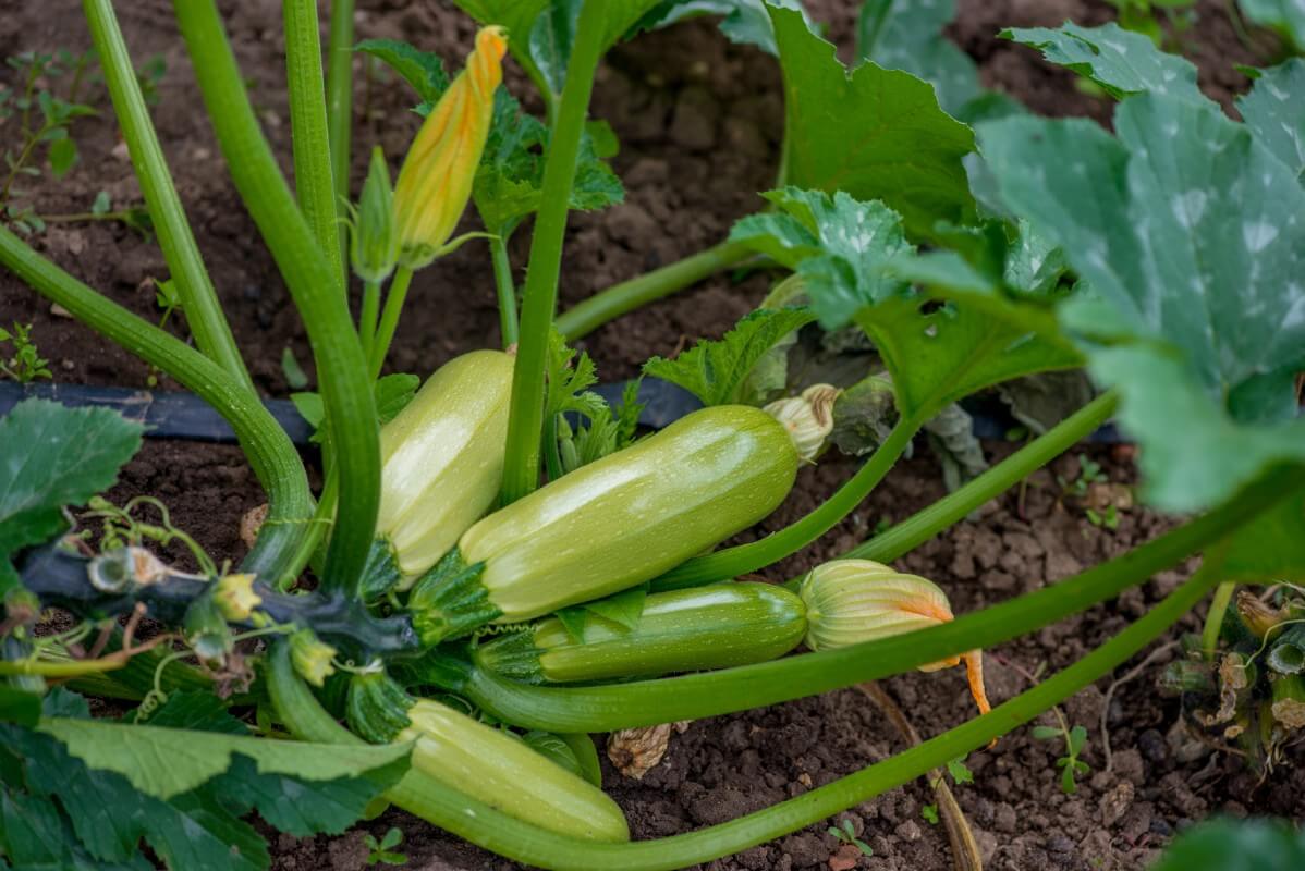 Growing Zucchini