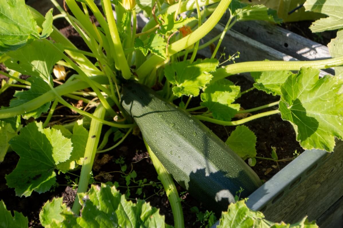 zucchini plant in raised garden bed