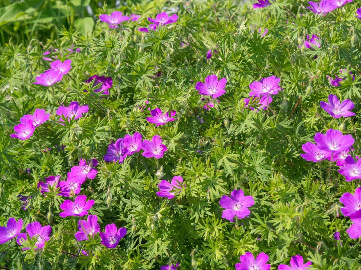 purple blossoms on Bloody Cranesbill geranium