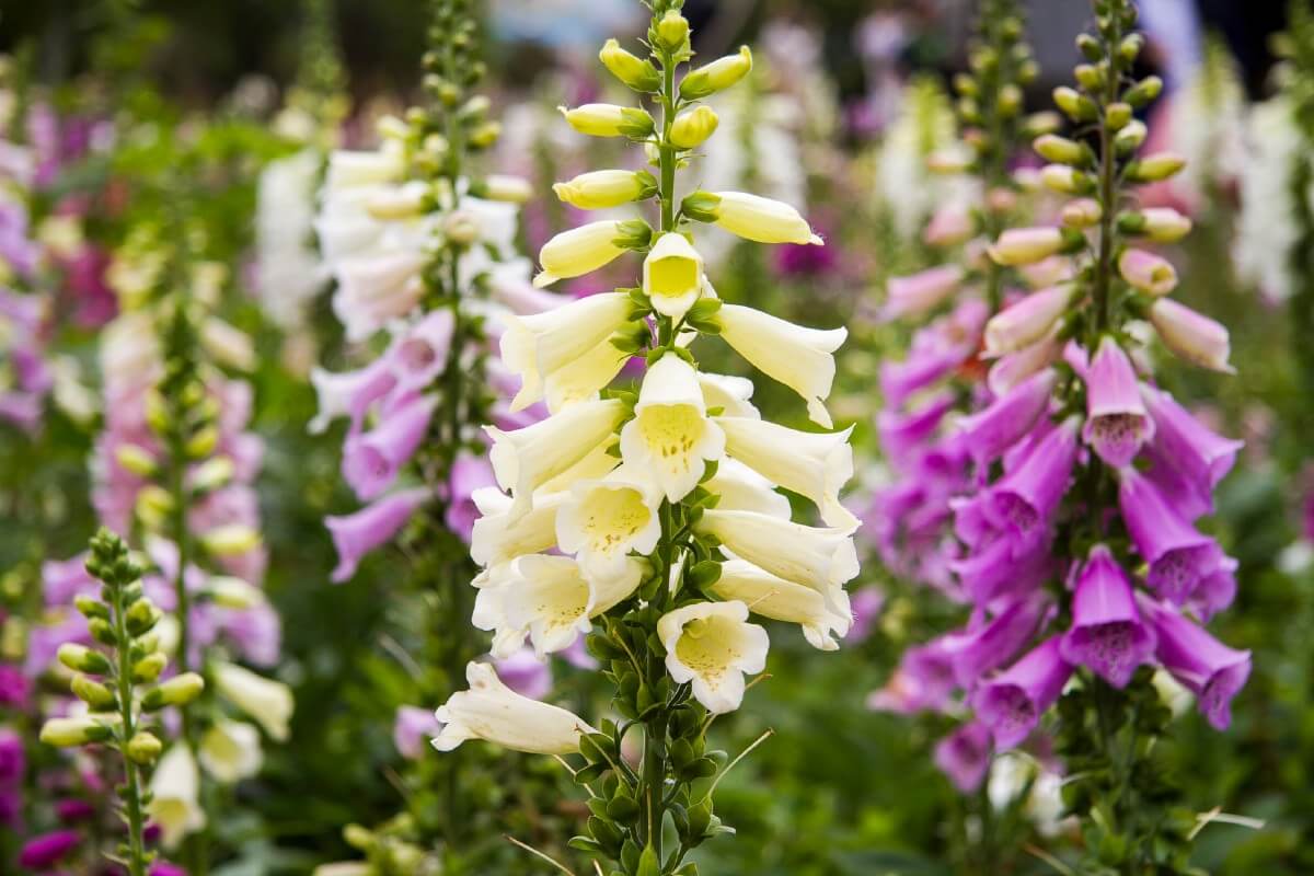 white and purple foxglove flowers