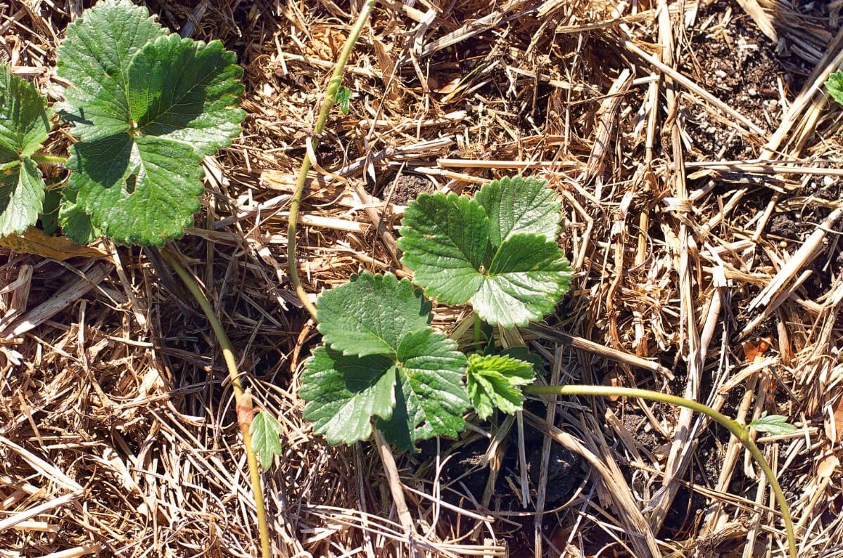 Mulched Strawberry Bed