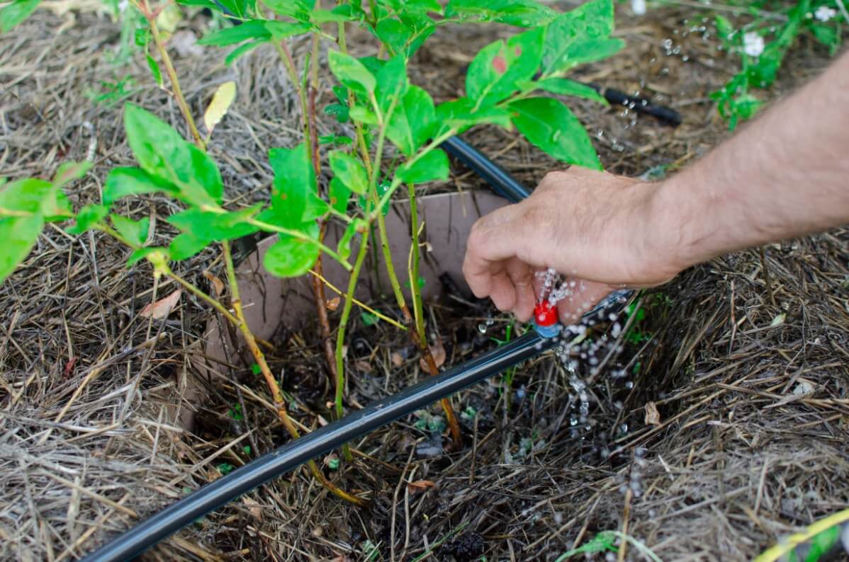 drip irrigation in raised garden bed