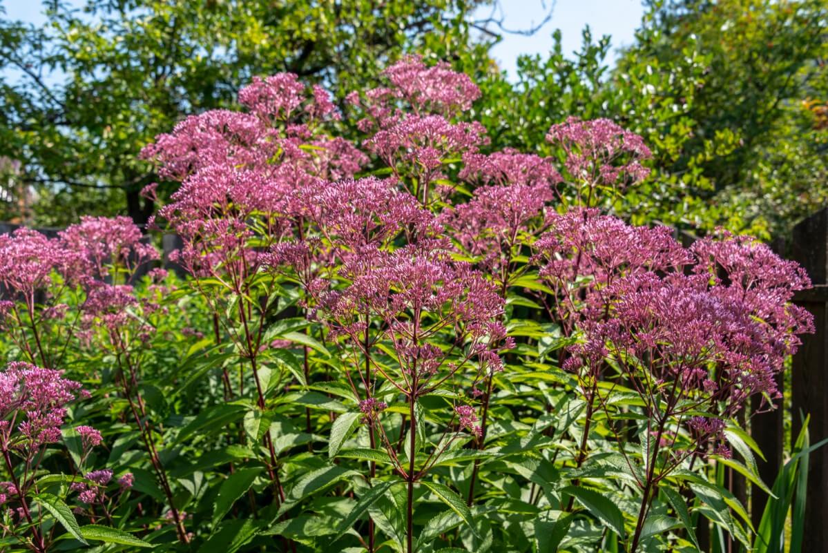 Joe Pye Weed flowers in the garden