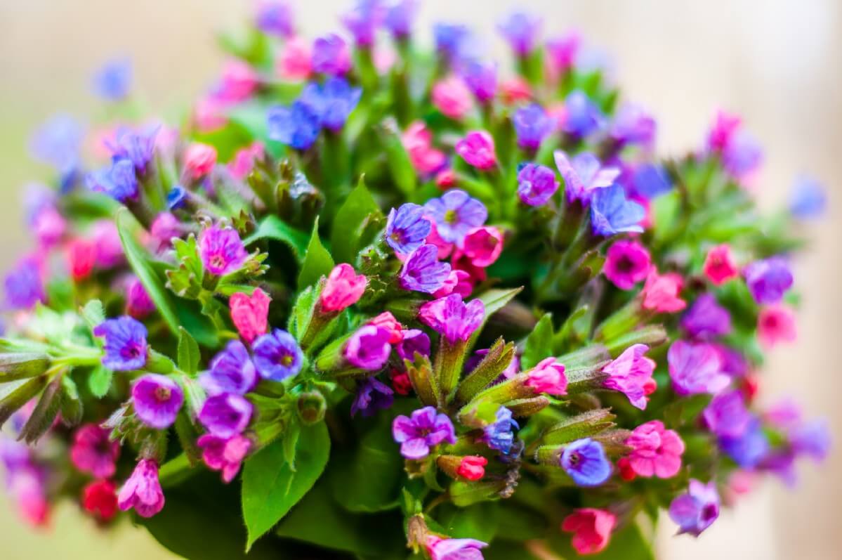 multi-colored lungwort flowers in bloom