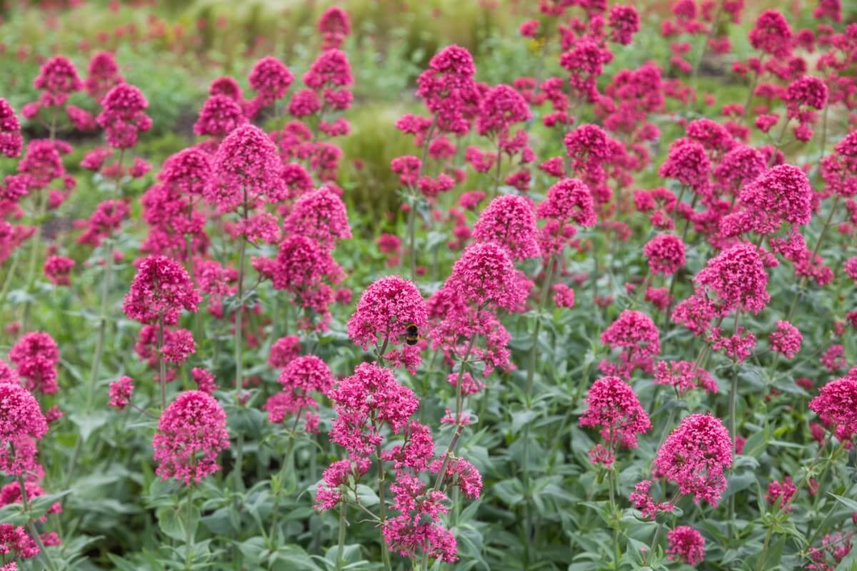 patch of red valerian plant in bloom