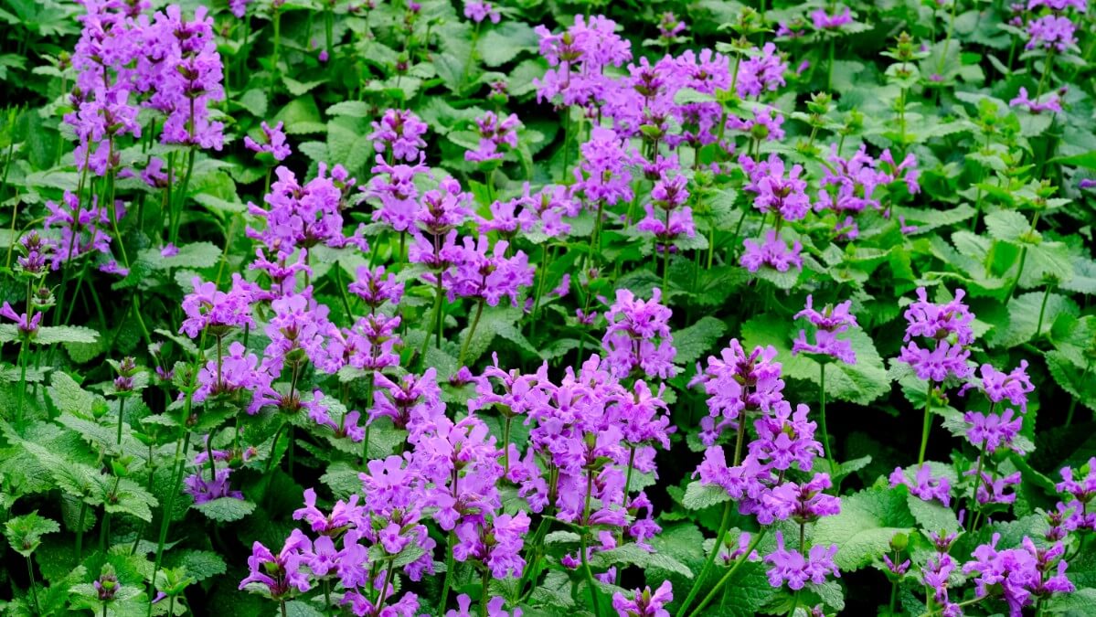 purple betony blooms