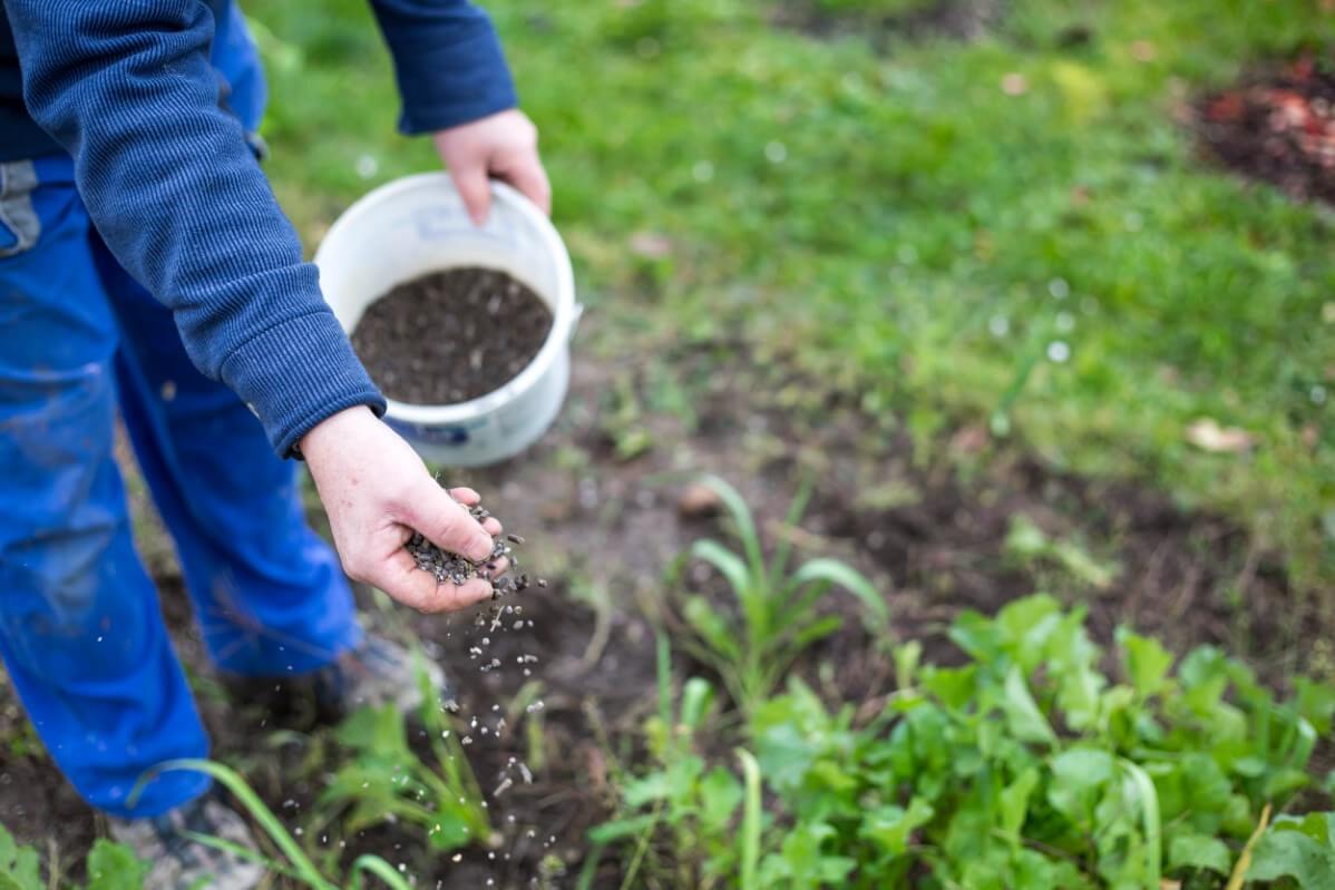 sprinkling pelleted fertilizer on garden plants