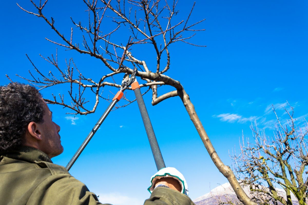 pruning fruit tree with telescoping loppers