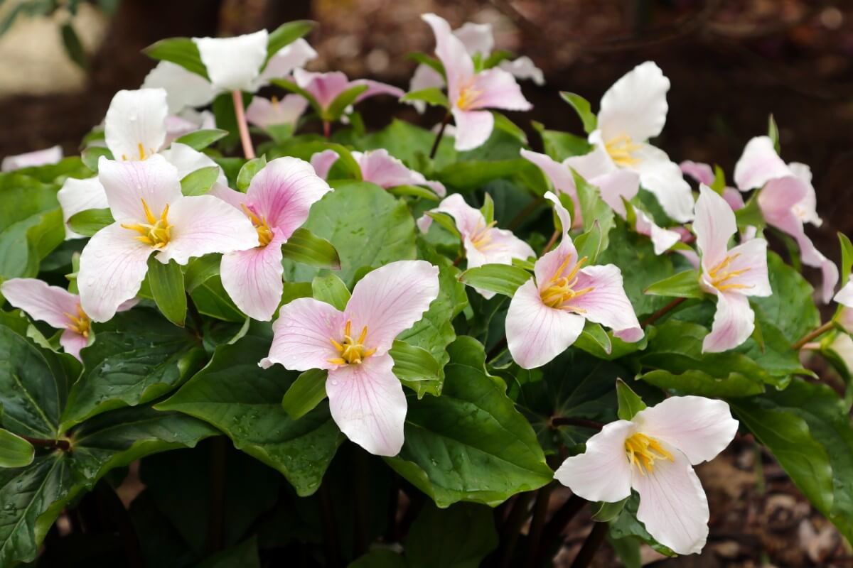 bunch of trillium blossoms