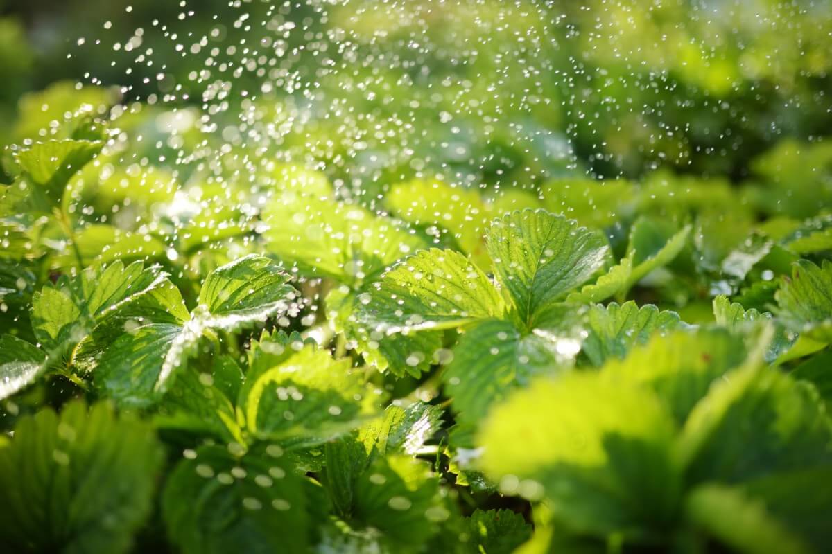 Thirsty Strawberry plants