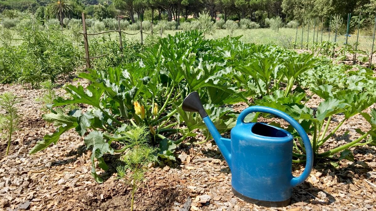 Watering Zucchini