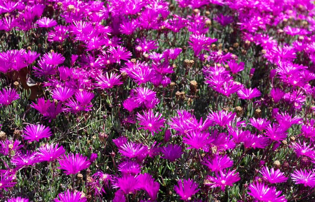 purple ice plant blooms